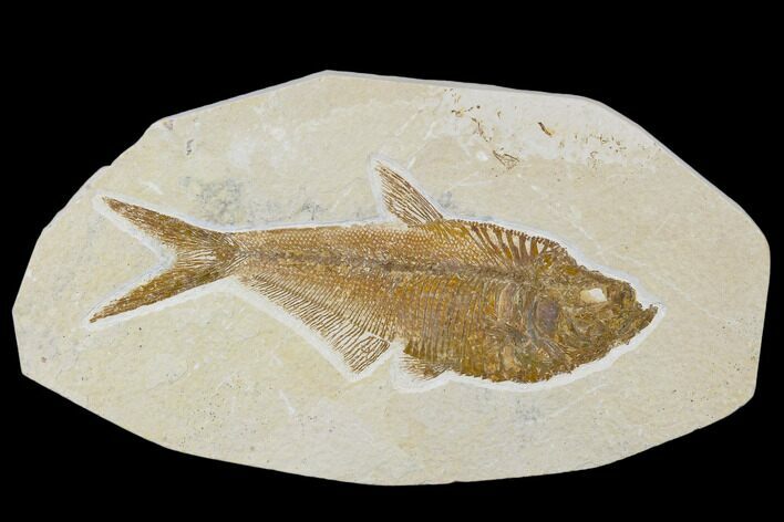 Detailed, Fossil Fish (Diplomystus) Plate - Wyoming #113300